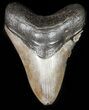 Brown, Serrated, Megalodon Tooth - Georgia #45815-1